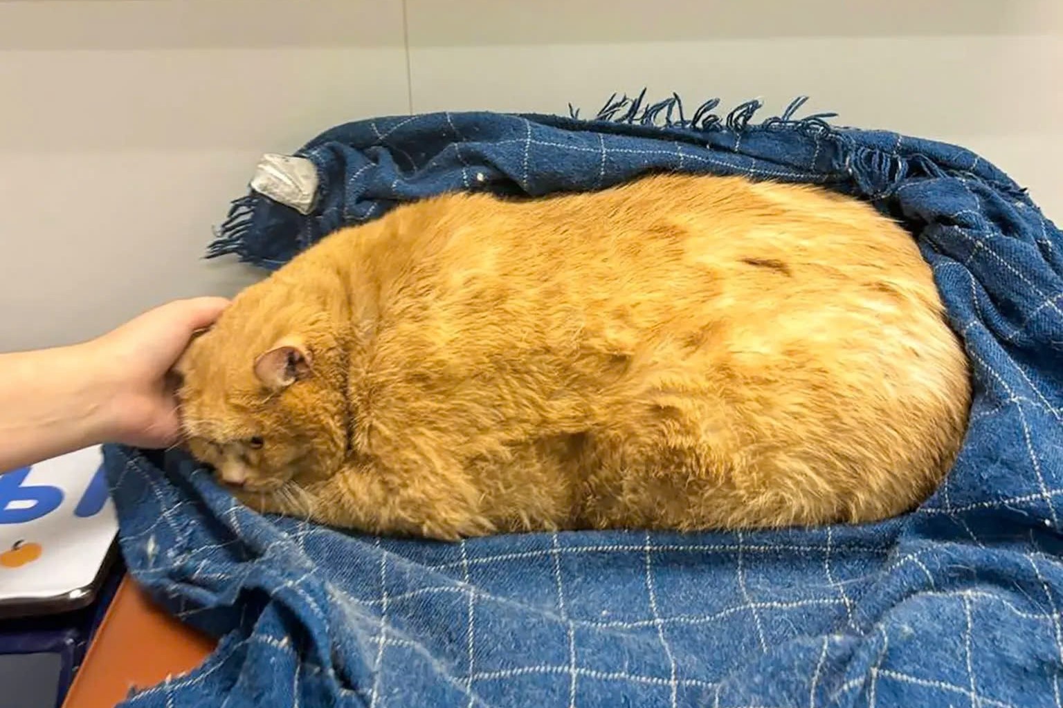 Con meo beo nhat the gioi qua doi o trung tam giam can hinh anh