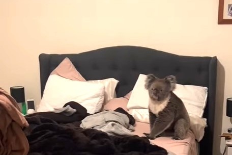 Sung so thay gau koala trong phong ngu khi di lam ve hinh anh