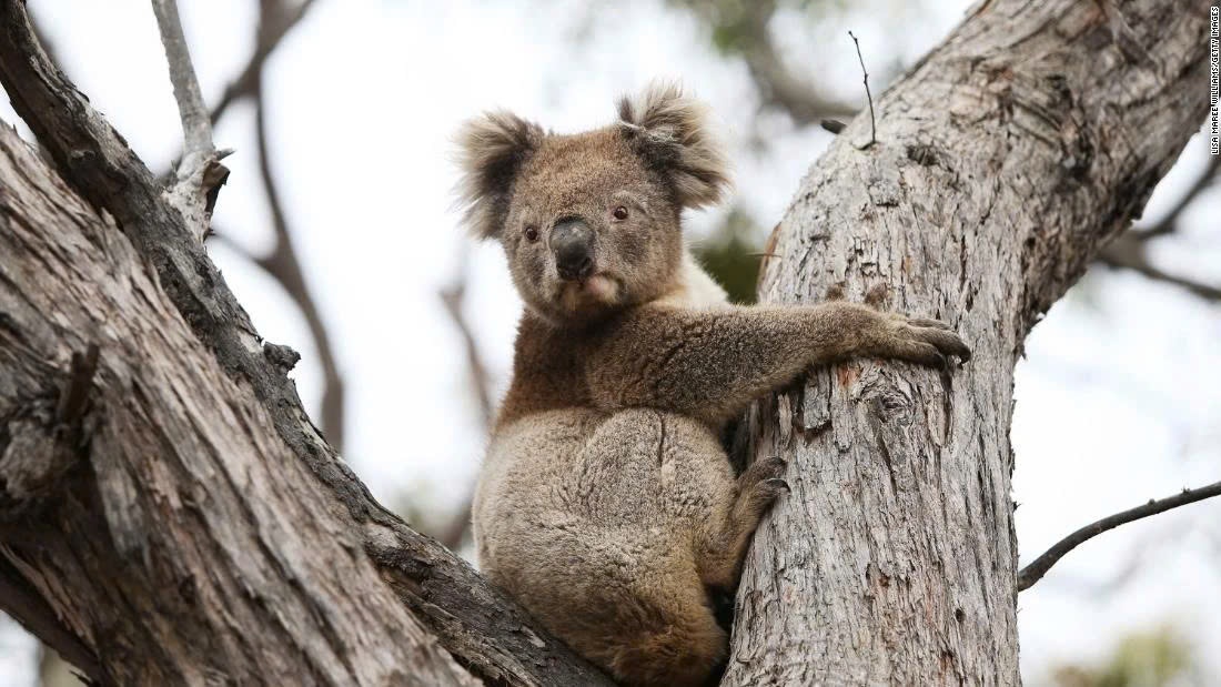 gau koala australia anh 1