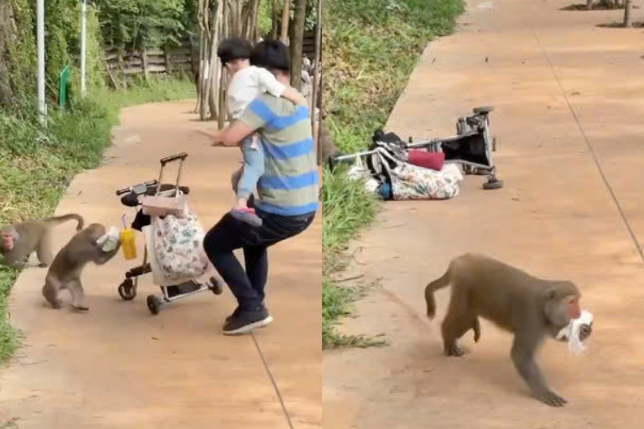 Khi tan cong, cuop do cua khach tham quan so thu o Dai Loan hinh anh