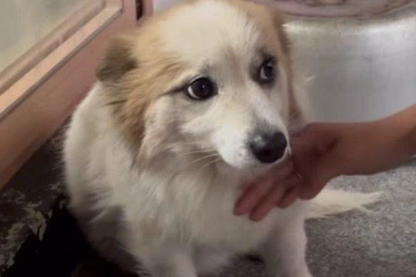 Tinh trang chu cho mat ca gia dinh chu trong tai nan may bay Han Quoc hinh anh