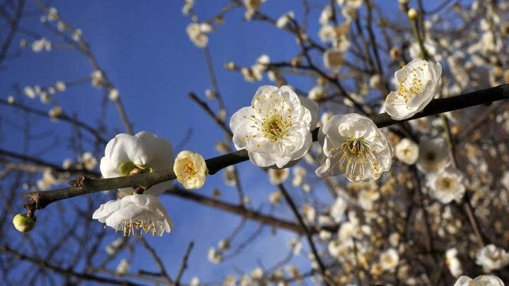 trong cay nhat chi mai anh 2