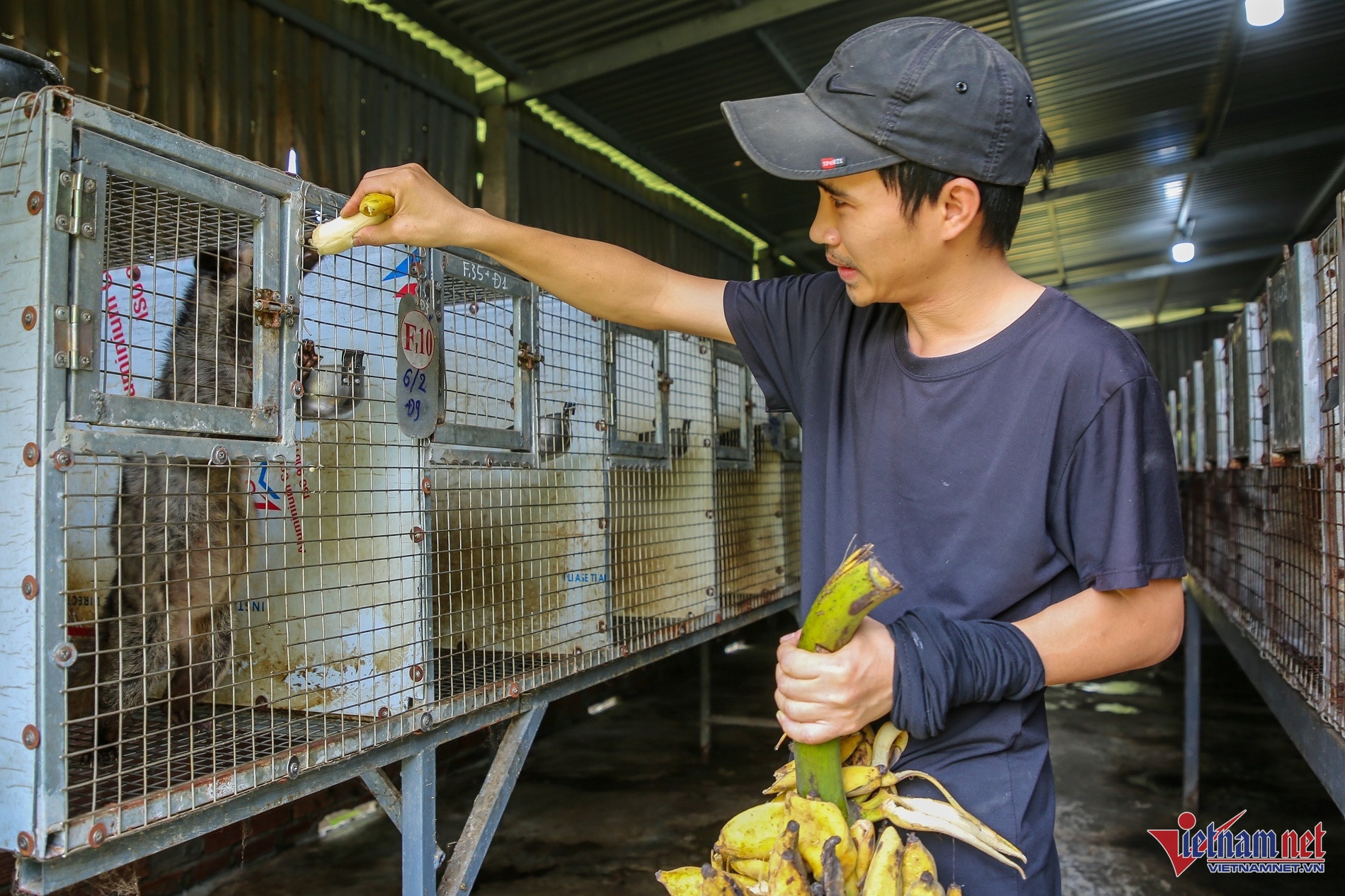 nuôi chồn hương bán ảnh 1 nuoi chon huong ban anh 1