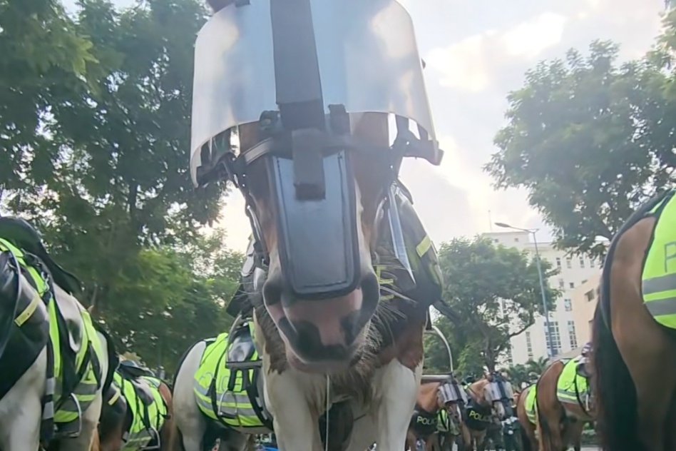 Chu ngua 'ngu chay dai' noi tieng doan ky binh 30/4 hinh anh