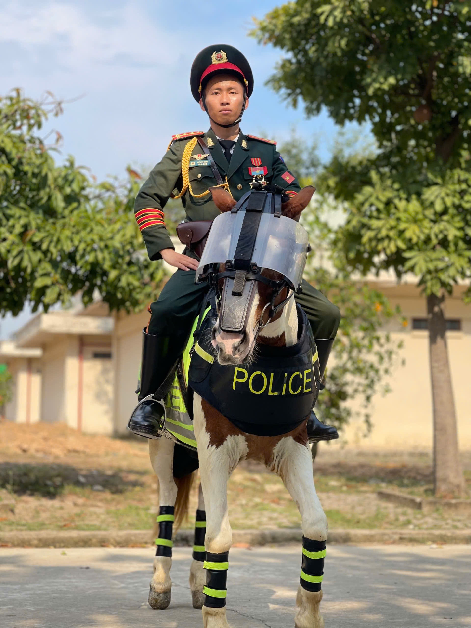ngua sunny dieu binh anh 2