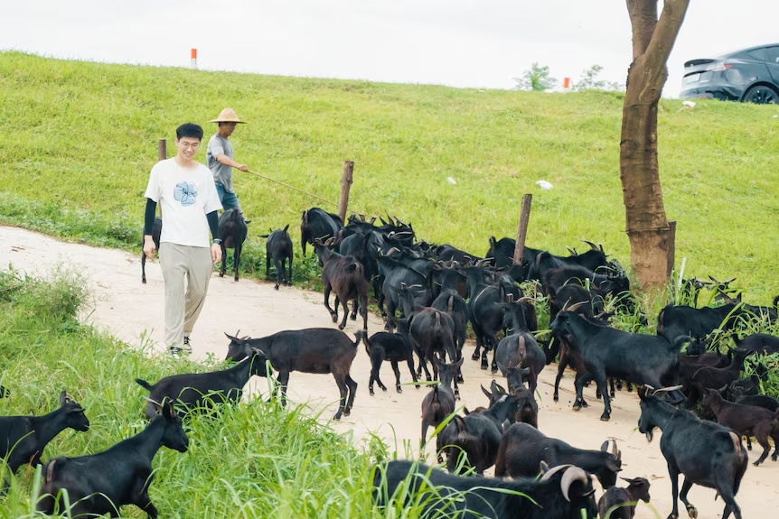 lan song di cu nguoc anh 2
