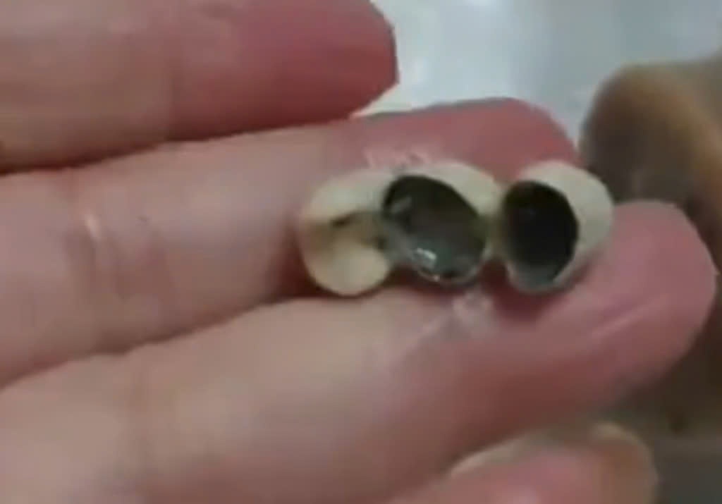 Khach TQ hoang hot khi phat hien rang gia trong xuc xich, dim sum hinh anh