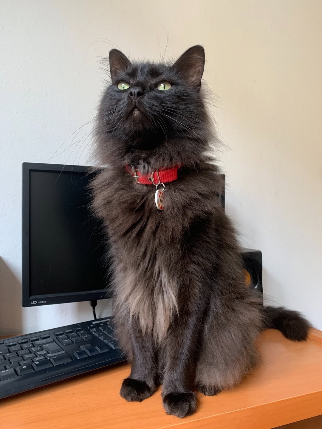 qua đời vì mèo cưng ảnh 1 qua doi vi meo cung anh 1