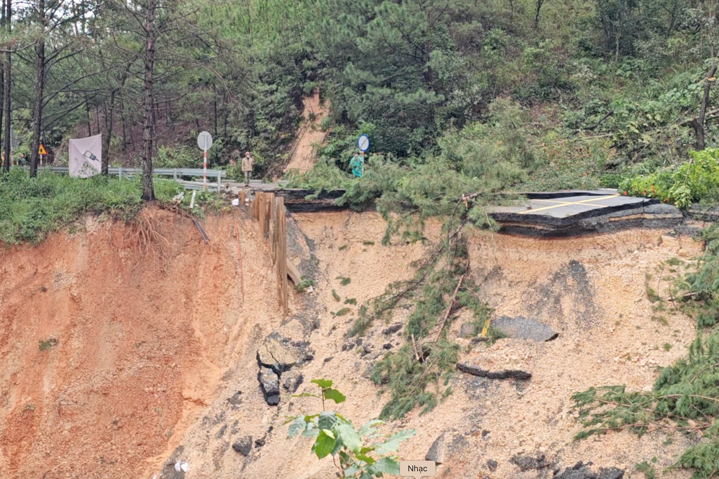 Can canh deo Mimosa 'gay doi' vi sat lo o Da Lat hinh anh