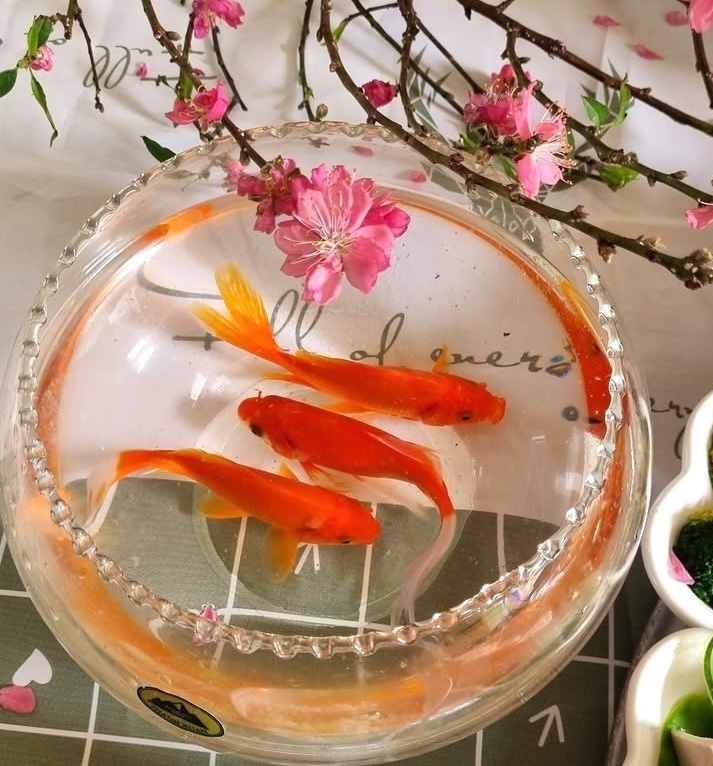 ong cong ong tao anh 6