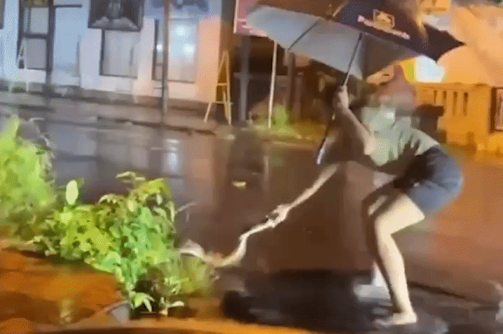 Trăn khổng lồ bơi lội trên đường phố Bali sau trận mưa lớn gây sốc