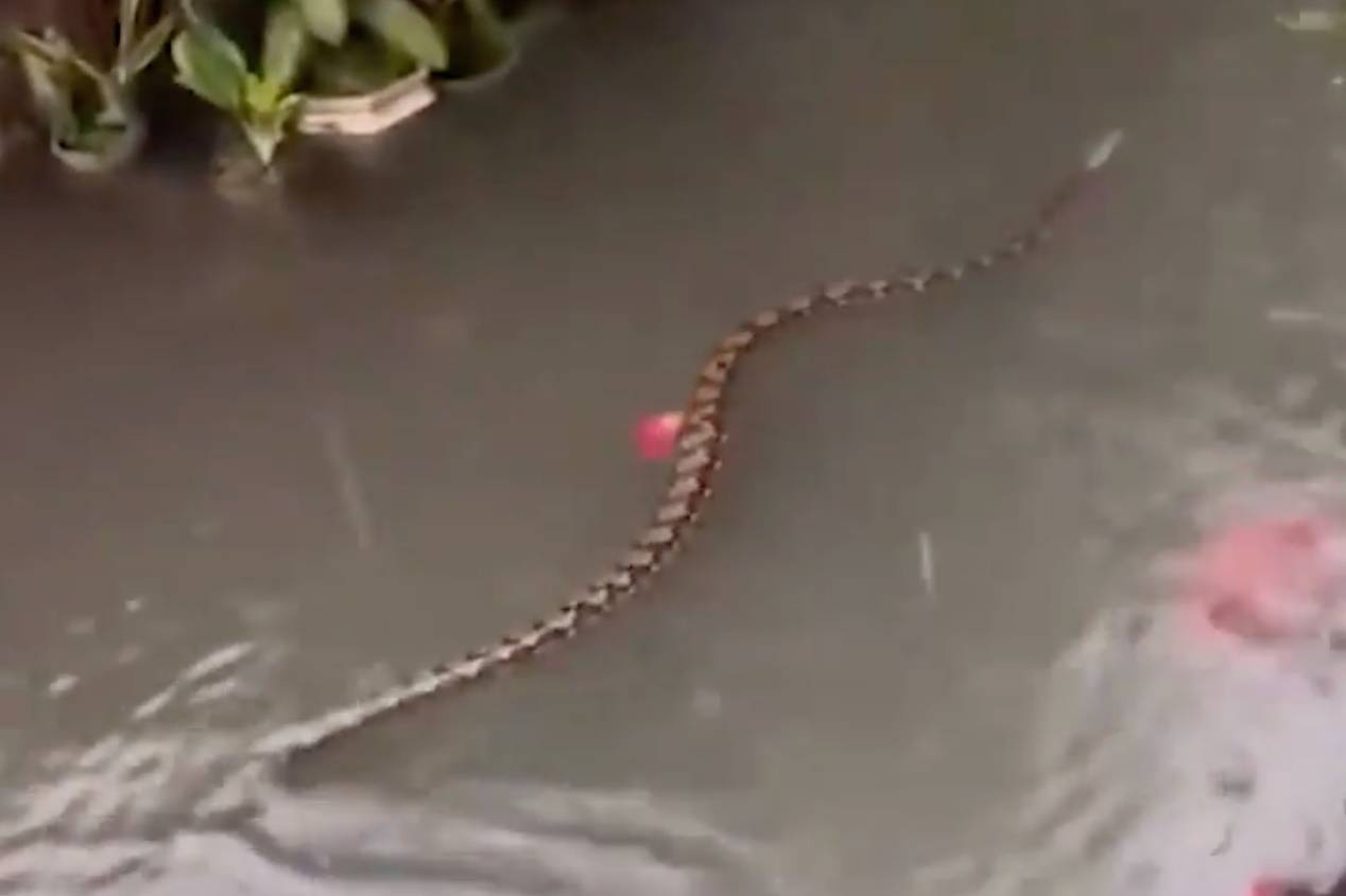 Canh tran lon boi tren duong pho Bali gay soc hinh anh