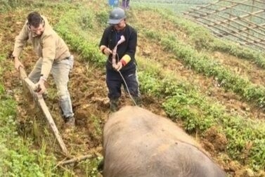 Clip chang Tay cay ruong, trong rau khien dan mang bat cuoi hinh anh