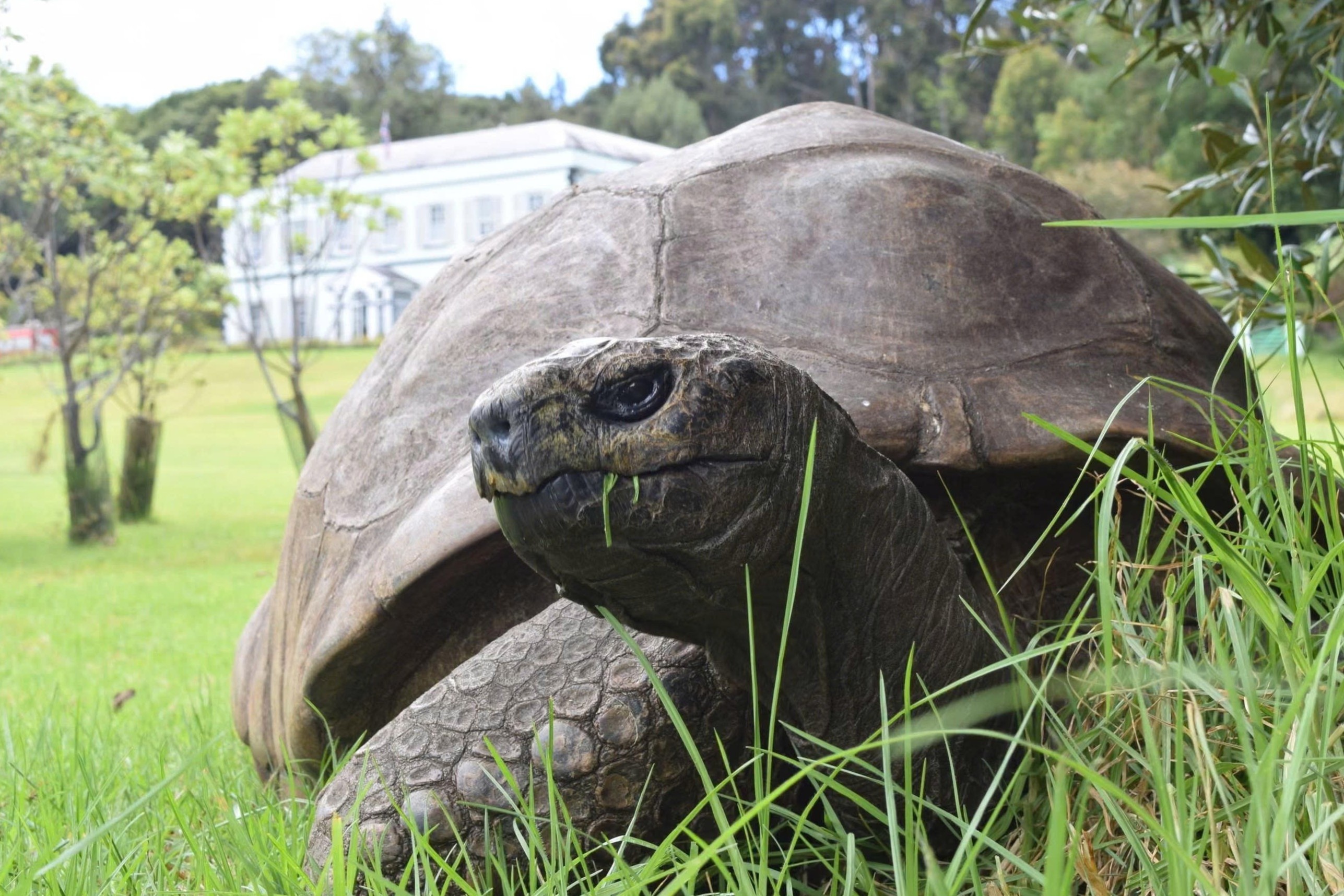 Cu rua gia nhat the gioi thanh nan nhan cua lua dao tien ma hoa hinh anh