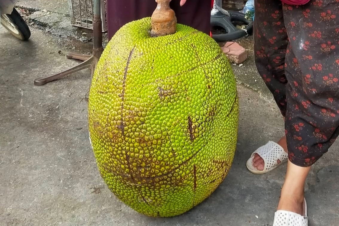 Qua mit 53 kg khien ca cho keo den xem o Lang Son hinh anh