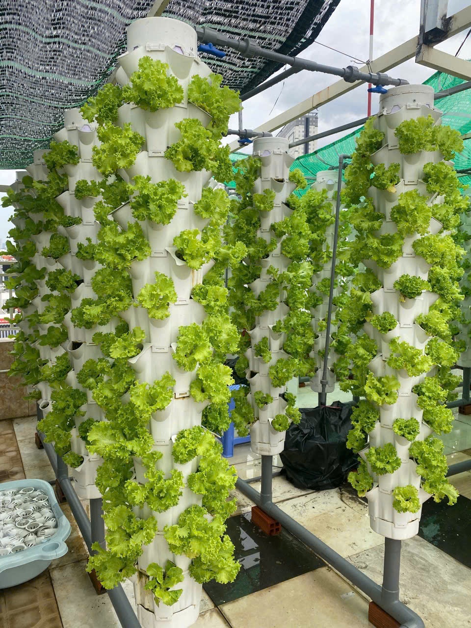bánh xèo ảnh 2 bánh xèo ảnh 2