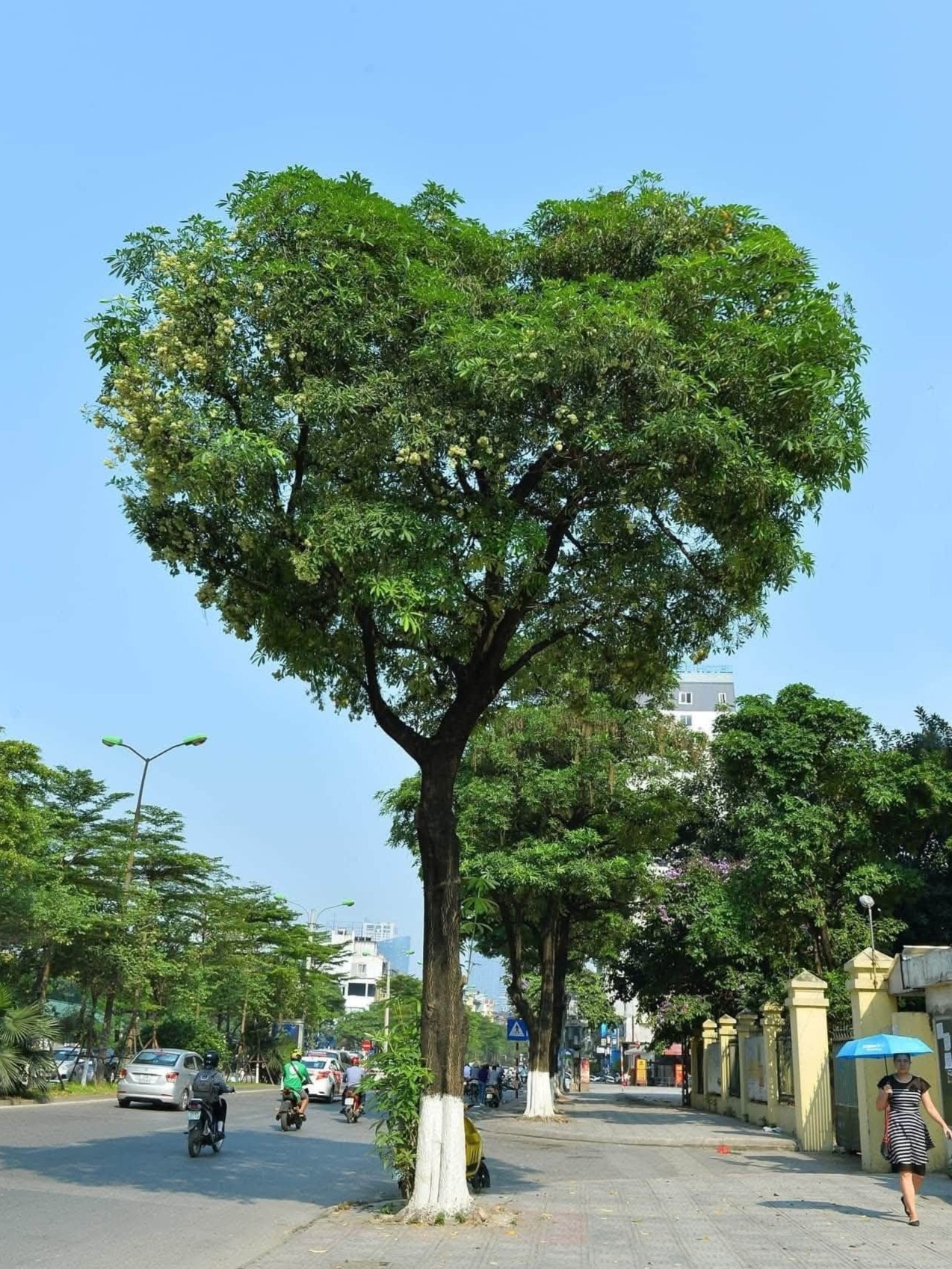 hoa sữa ảnh 2 hoa sữa ảnh 2
