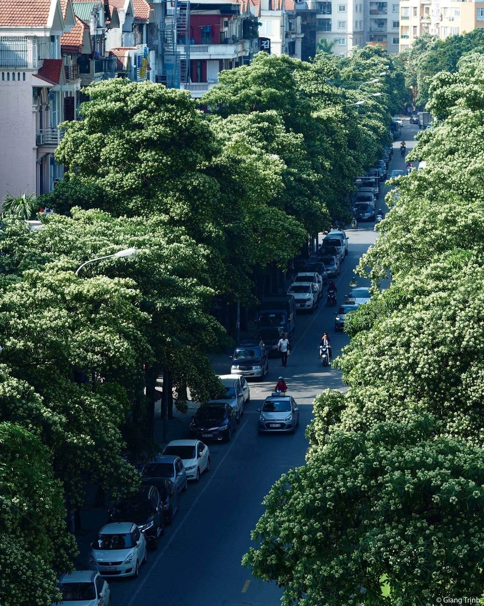 hoa sữa ảnh 3 hoa sữa ảnh 3