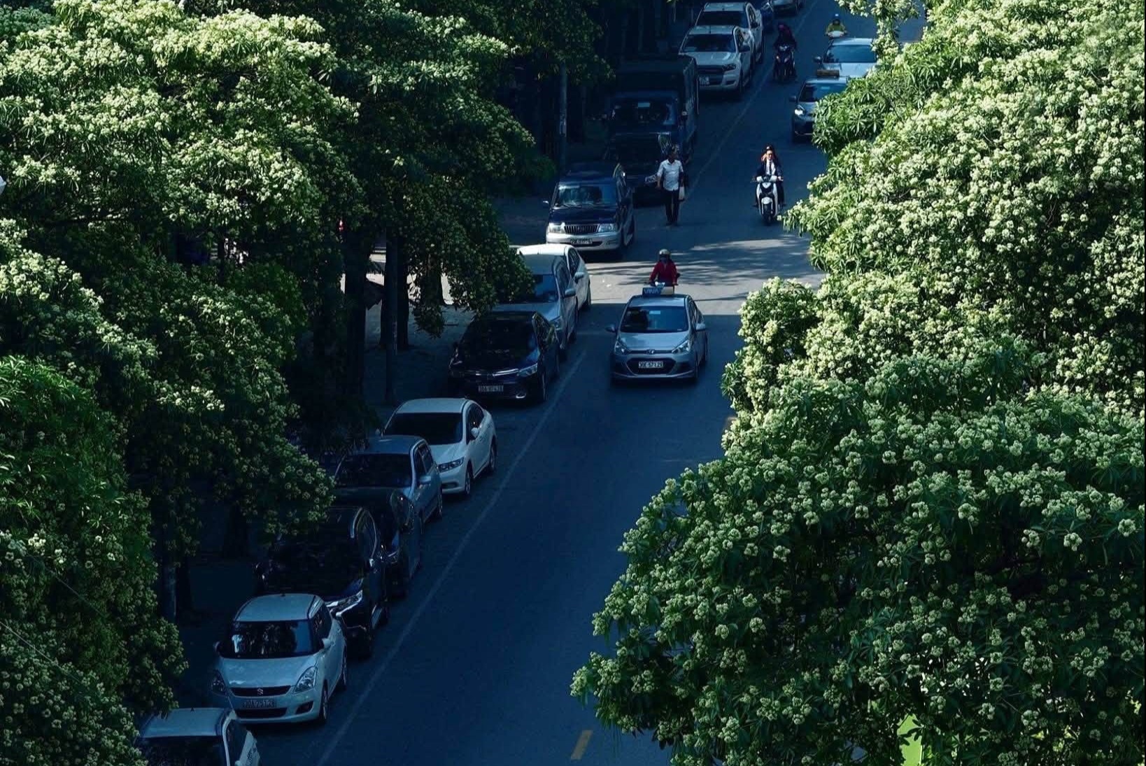 Cư dân kêu ca, chung cư Hà Nội dùng vòi cao áp xịt rụng hoa sữa