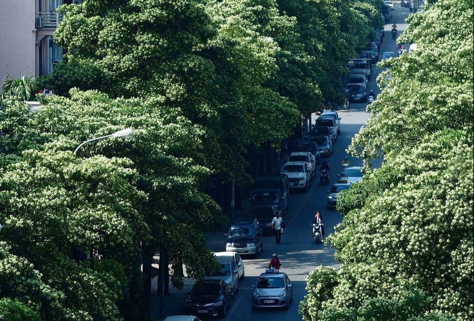 Cư dân kêu ca, chung cư dùng vòi cao áp xịt rụng hoa sữa