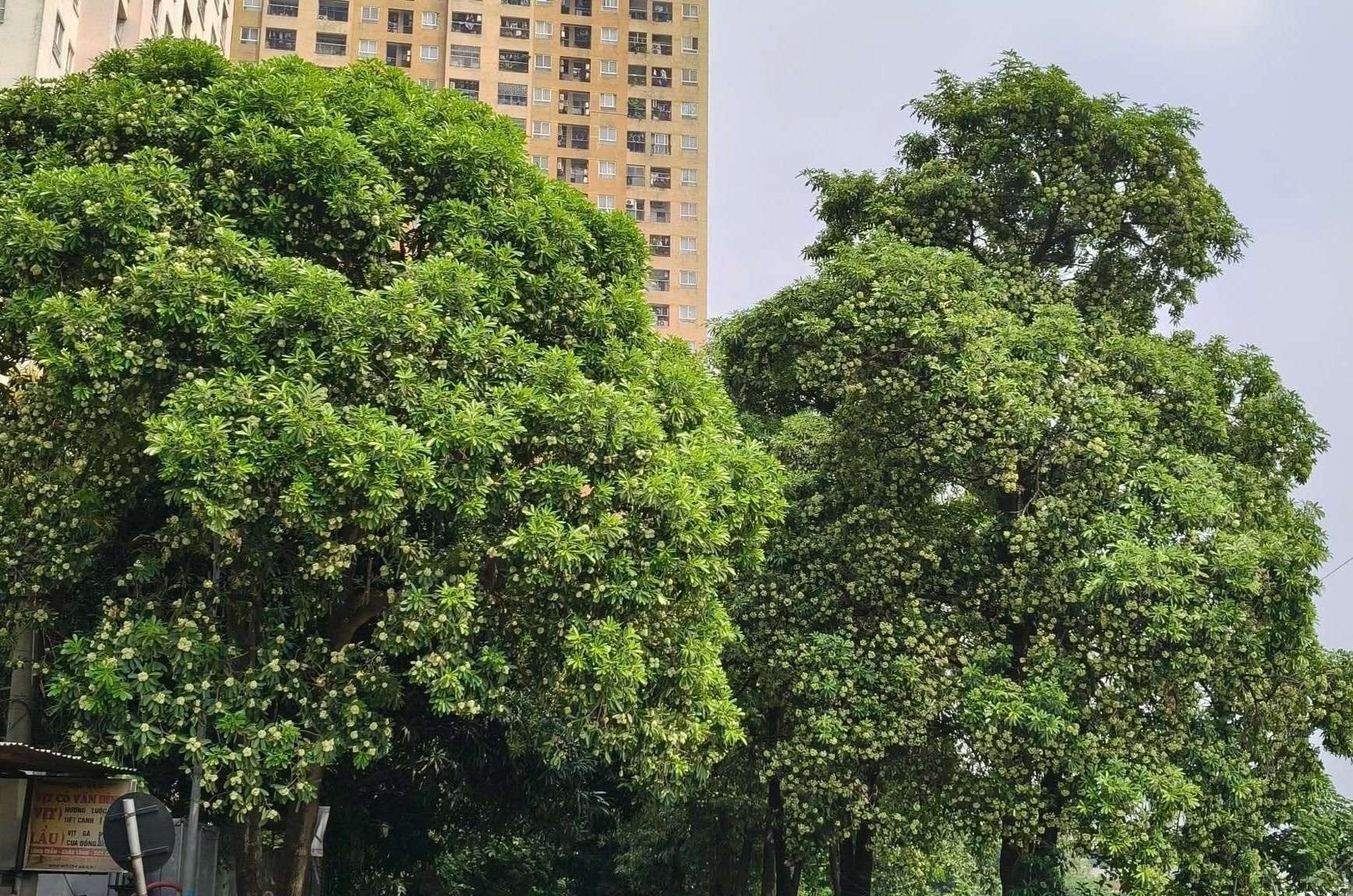 hoa sữa ảnh 4