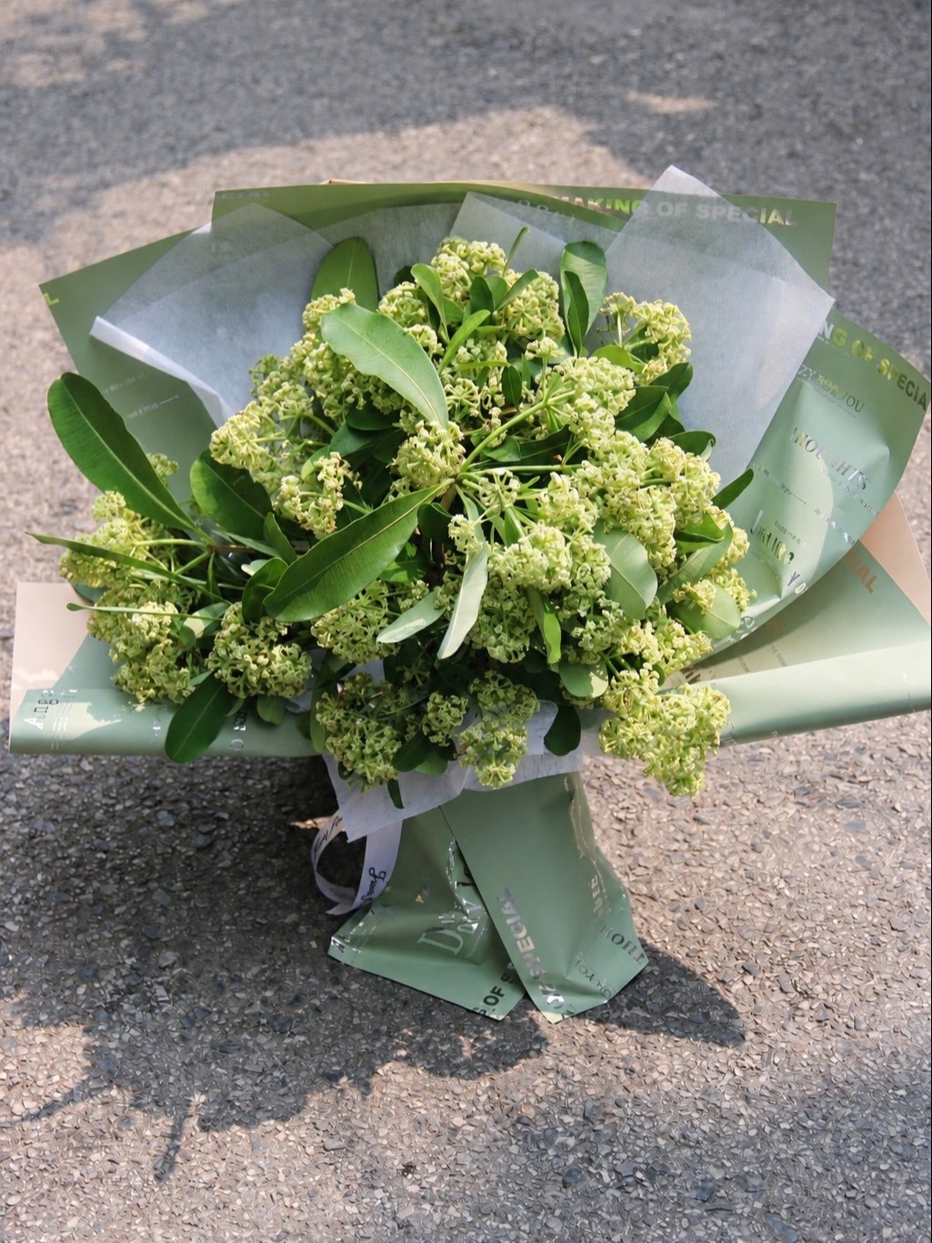 hoa sữa ảnh 1