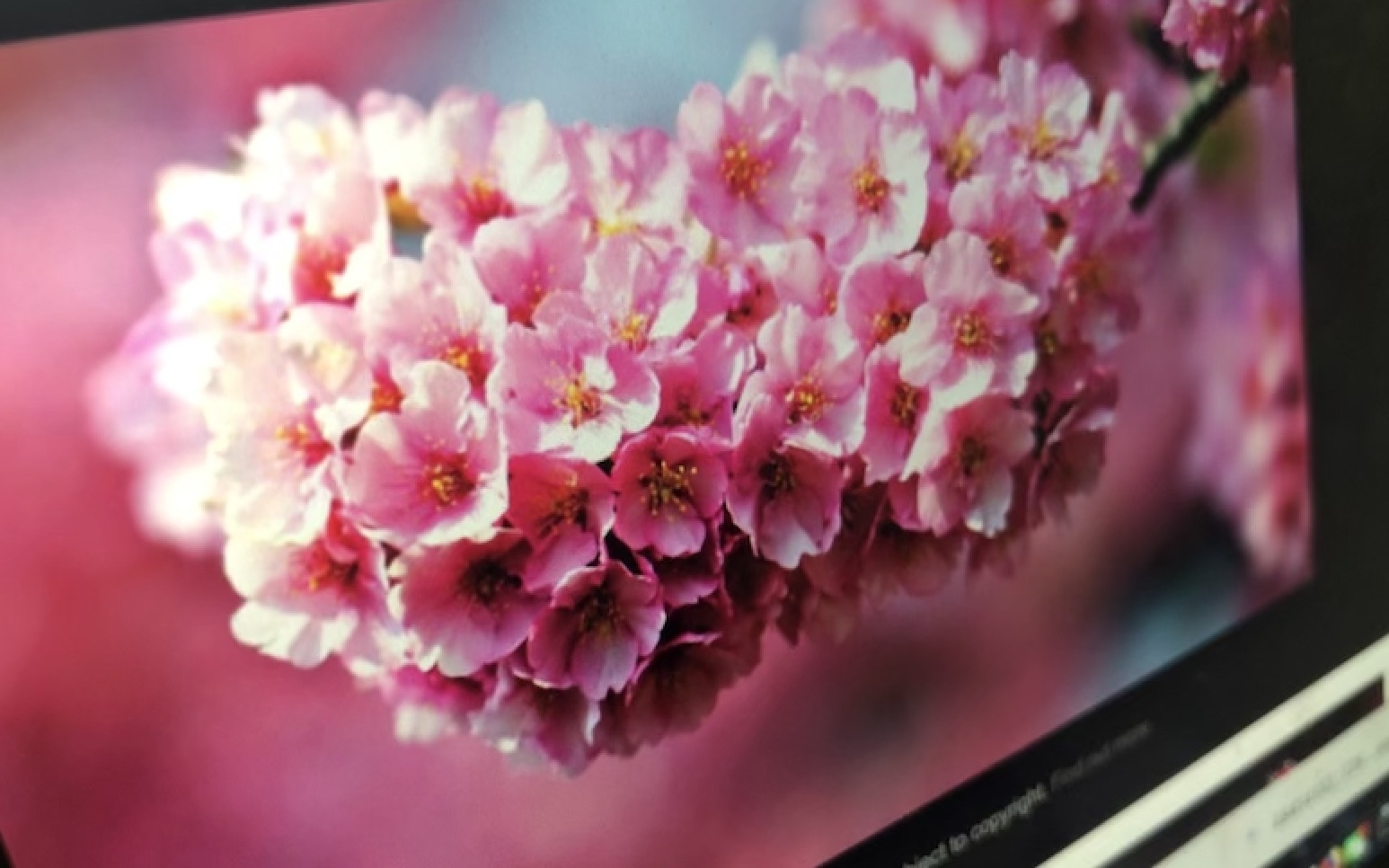 Di cho online sam dao, mai choi Tet hinh anh