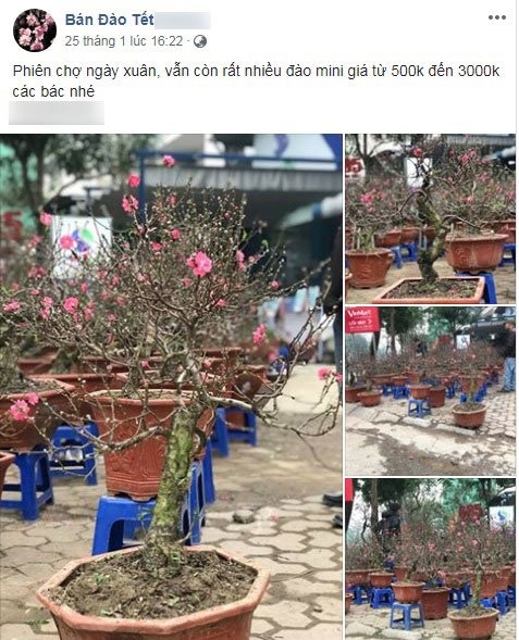 mua dao,  mai choi tet tren mang anh 1