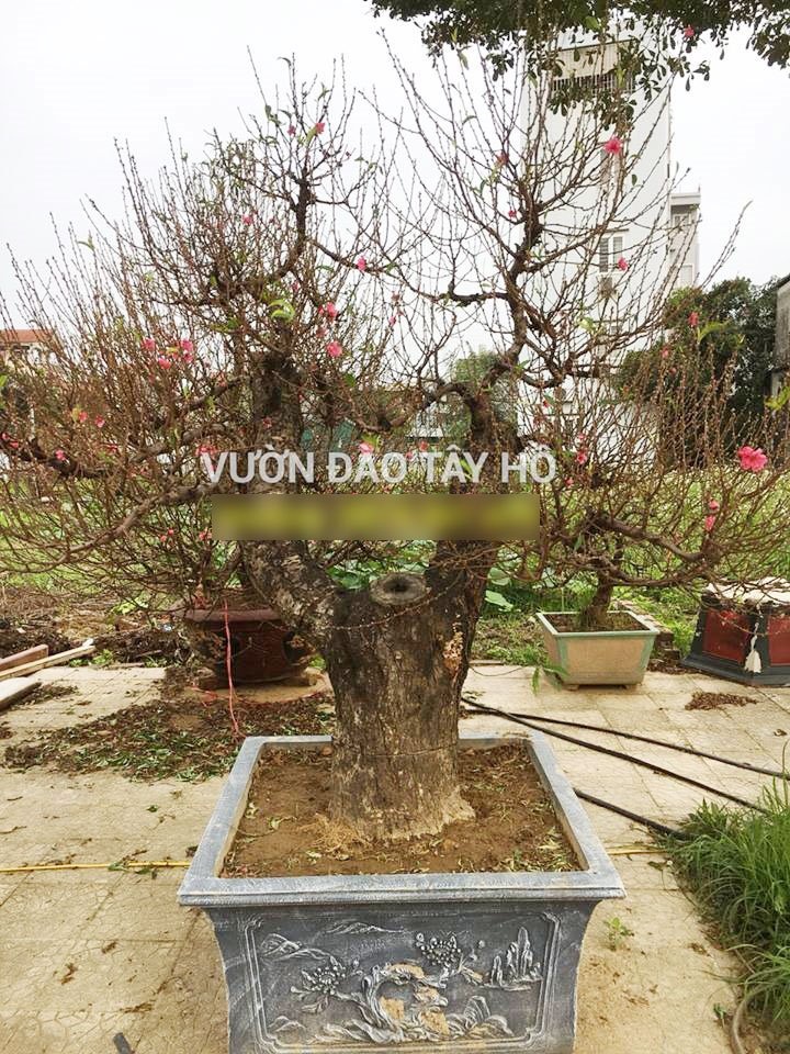 mua dao,  mai choi tet tren mang anh 2