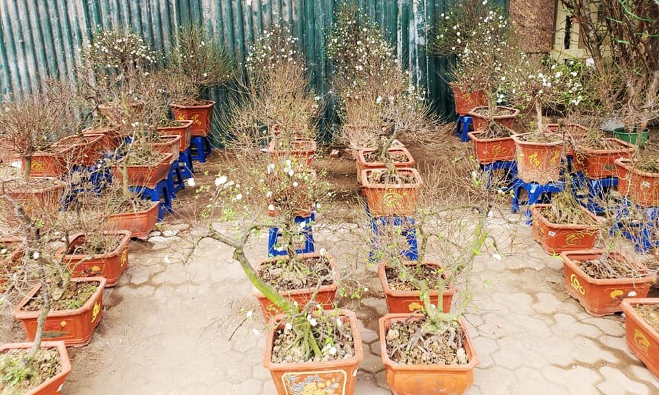 mua dao,  mai choi tet tren mang anh 3