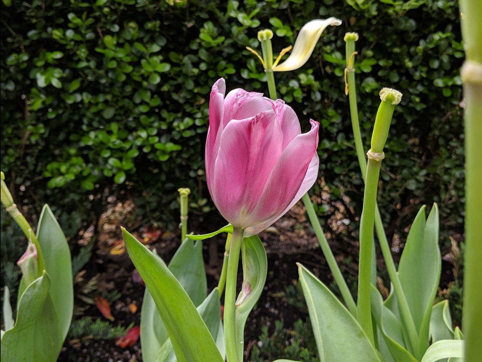 đánh giá google pixel 3a xl ảnh 4 danh gia google pixel 3a xl anh 4