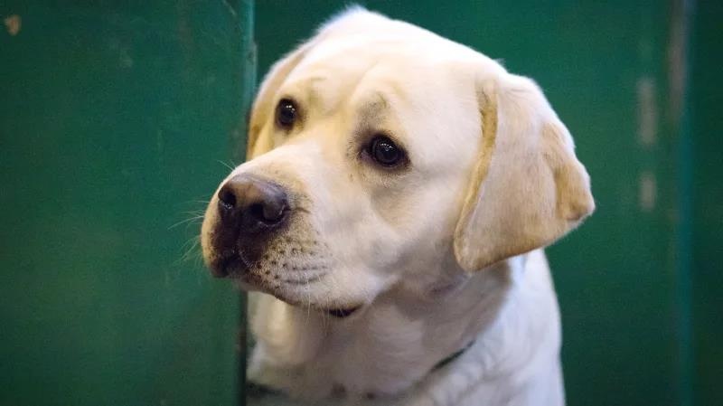 thú cưng hiến máu ảnh 1 thu cung hien mau anh 1