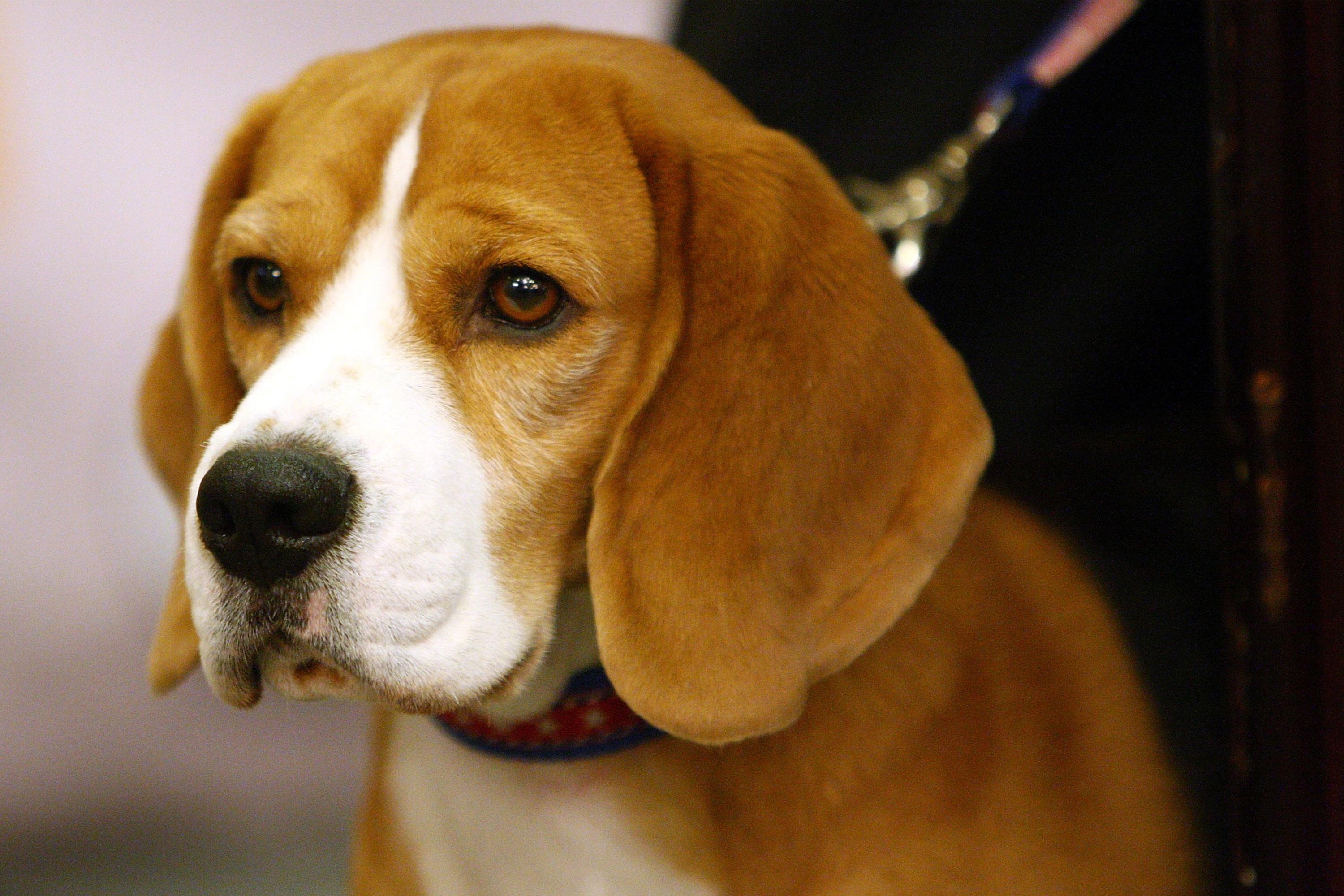 Cho, meo cung co the hien mau hinh anh