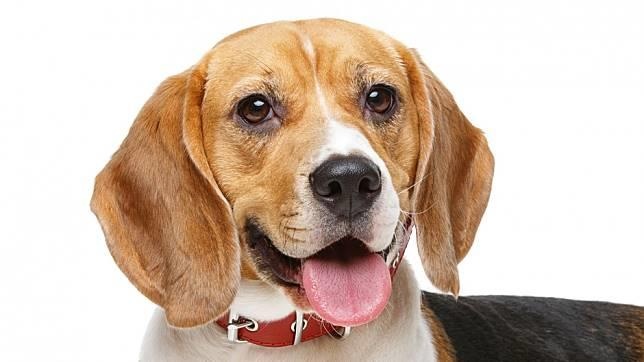 nhan dien khuon mat thu cung anh 1