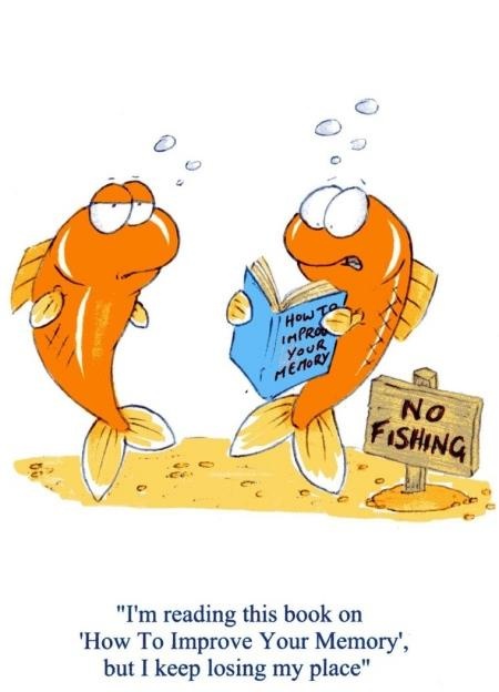 cá vàng có ngớ ngẩn như cụm từ ảnh 1 ca vang co ngo ngan nhu cum tu anh 1