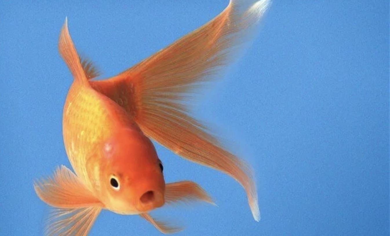 Goi la 'nao ca vang', nhung thuc su loai ca nay nho duoc den dau? hinh anh