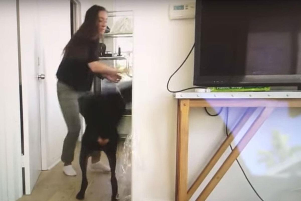 YouTuber bi tay chay vi nguoc dai thu cung hinh anh