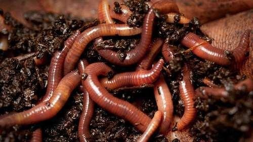 Nhung con giun nay se thay doi cach nhan loai di ve sinh hinh anh