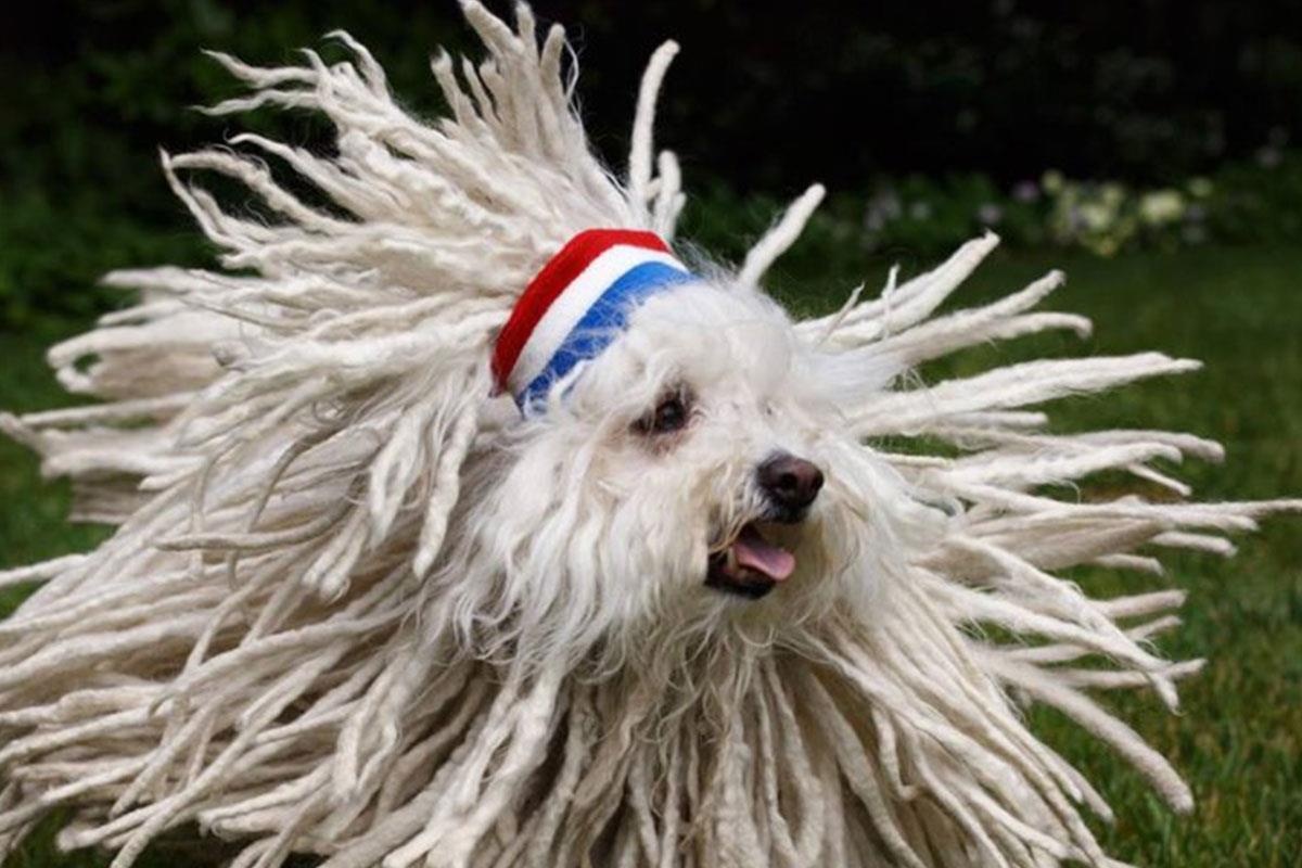 Day la nhung 'Cau Vang' cua Mark Zuckerberg, Bill Gates hinh anh