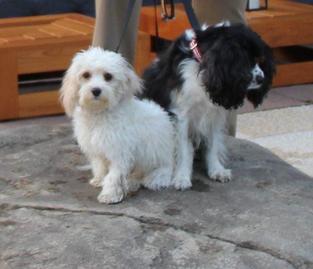 cac ceo cong nghe nuoi cho gi anh 2