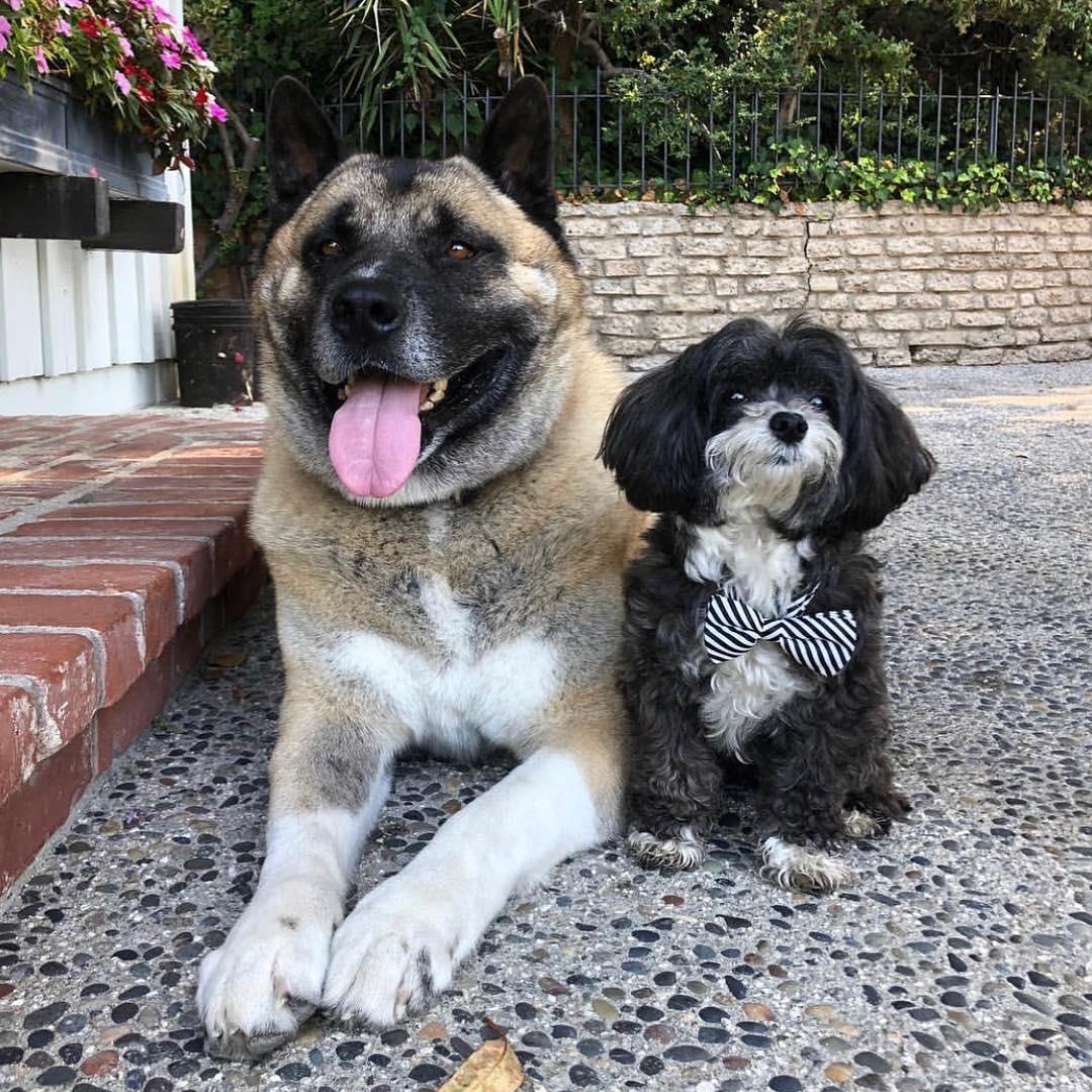 cac ceo cong nghe nuoi cho gi anh 1