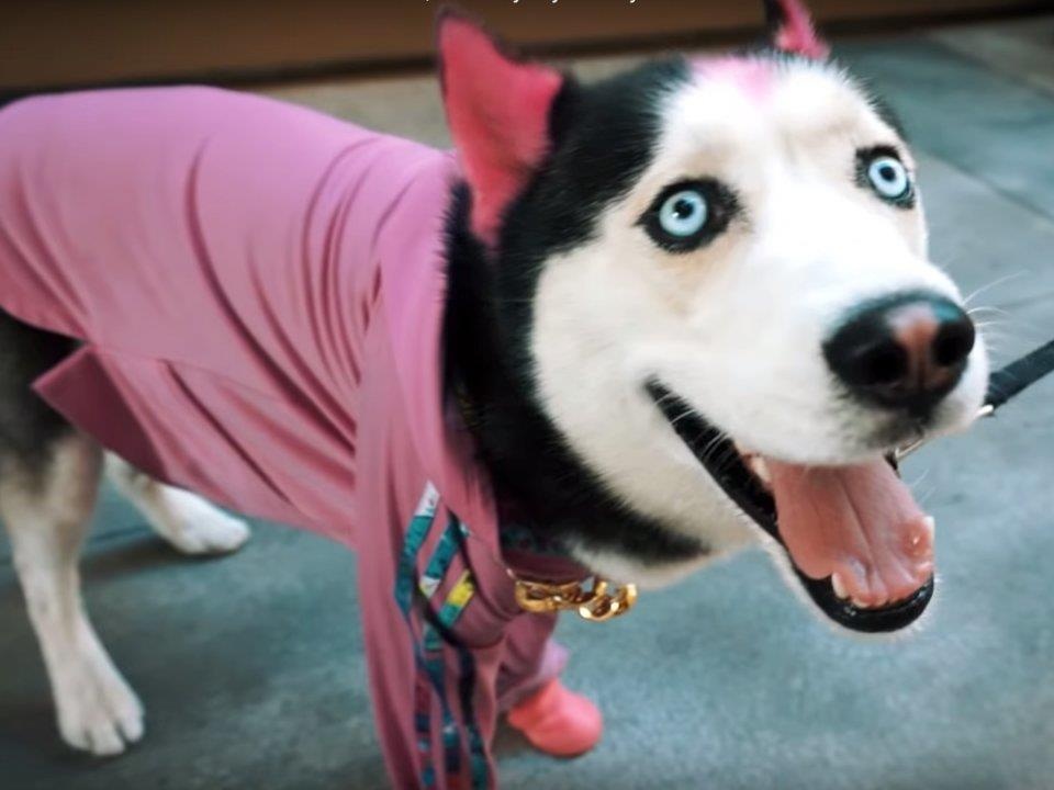 nhung con vat noi tieng tren mang xa hoi anh 2