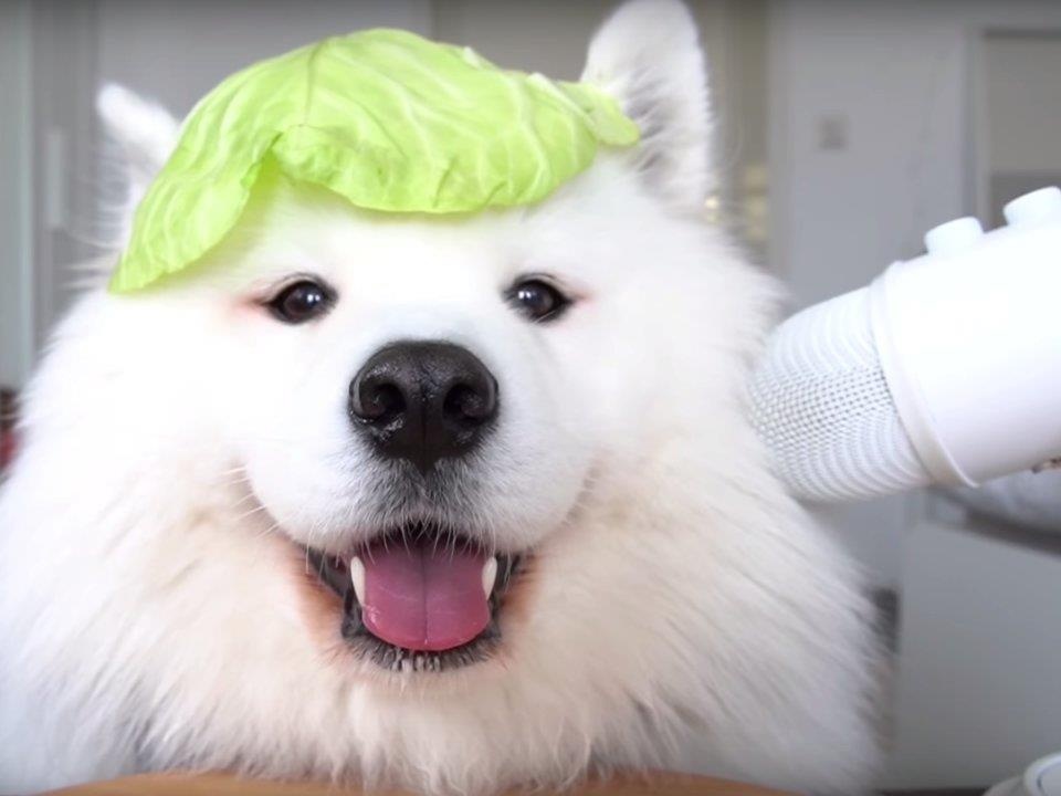 nhung con vat noi tieng tren mang xa hoi anh 6