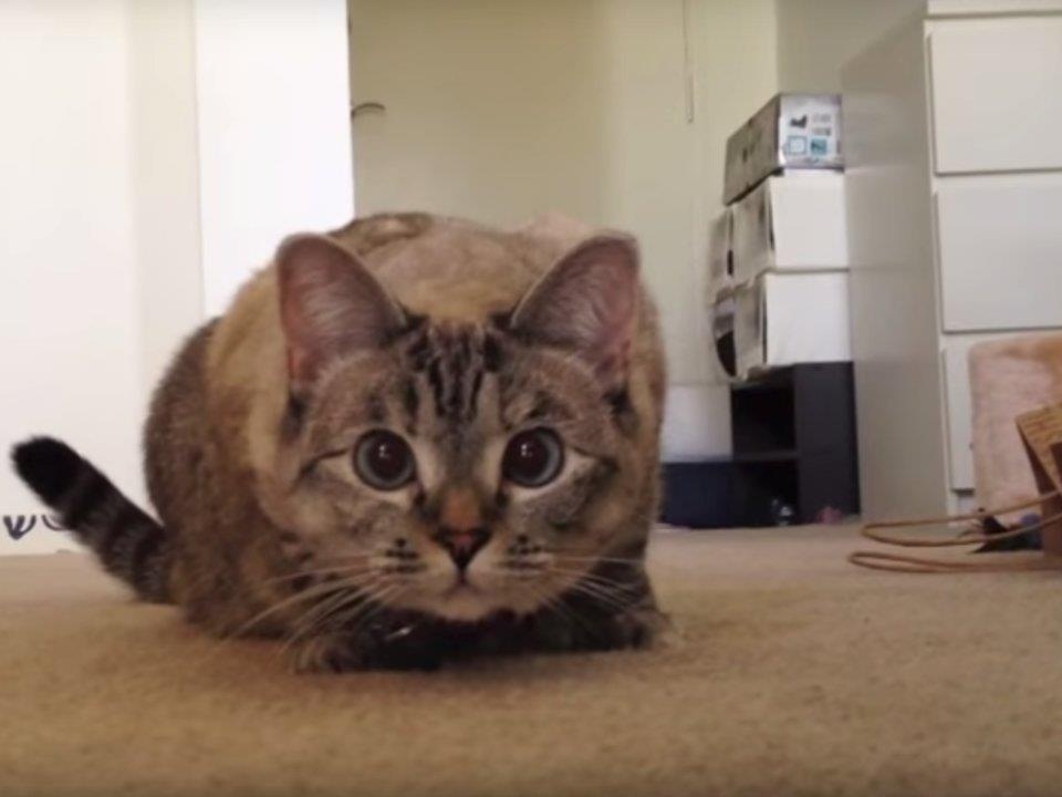 Nhung 'cau boss', 'hoang thuong' trieu fan tren mang xa hoi hinh anh