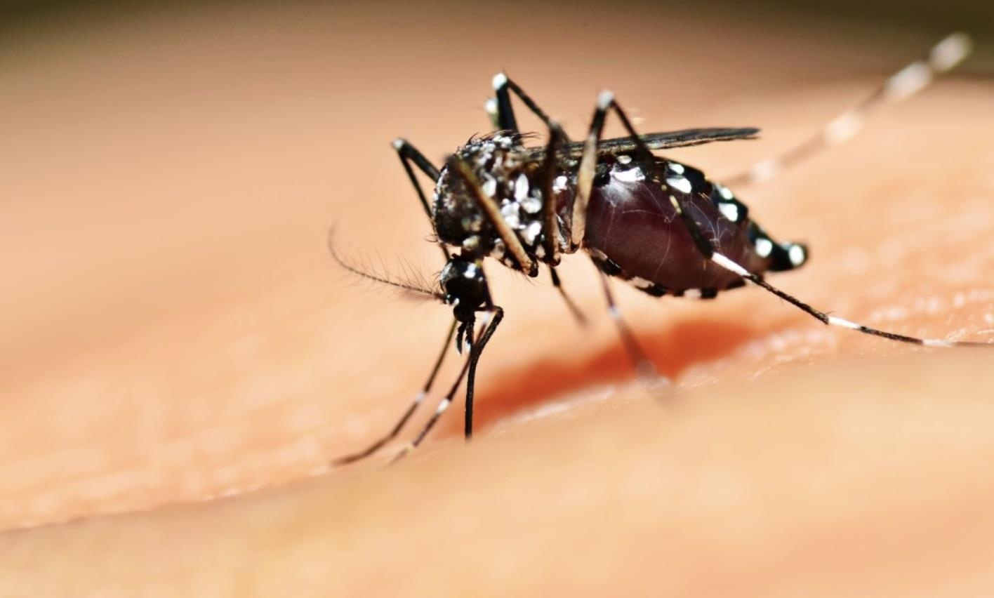 No luc tan diet loai muoi vua that bai vi chung qua khon hinh anh