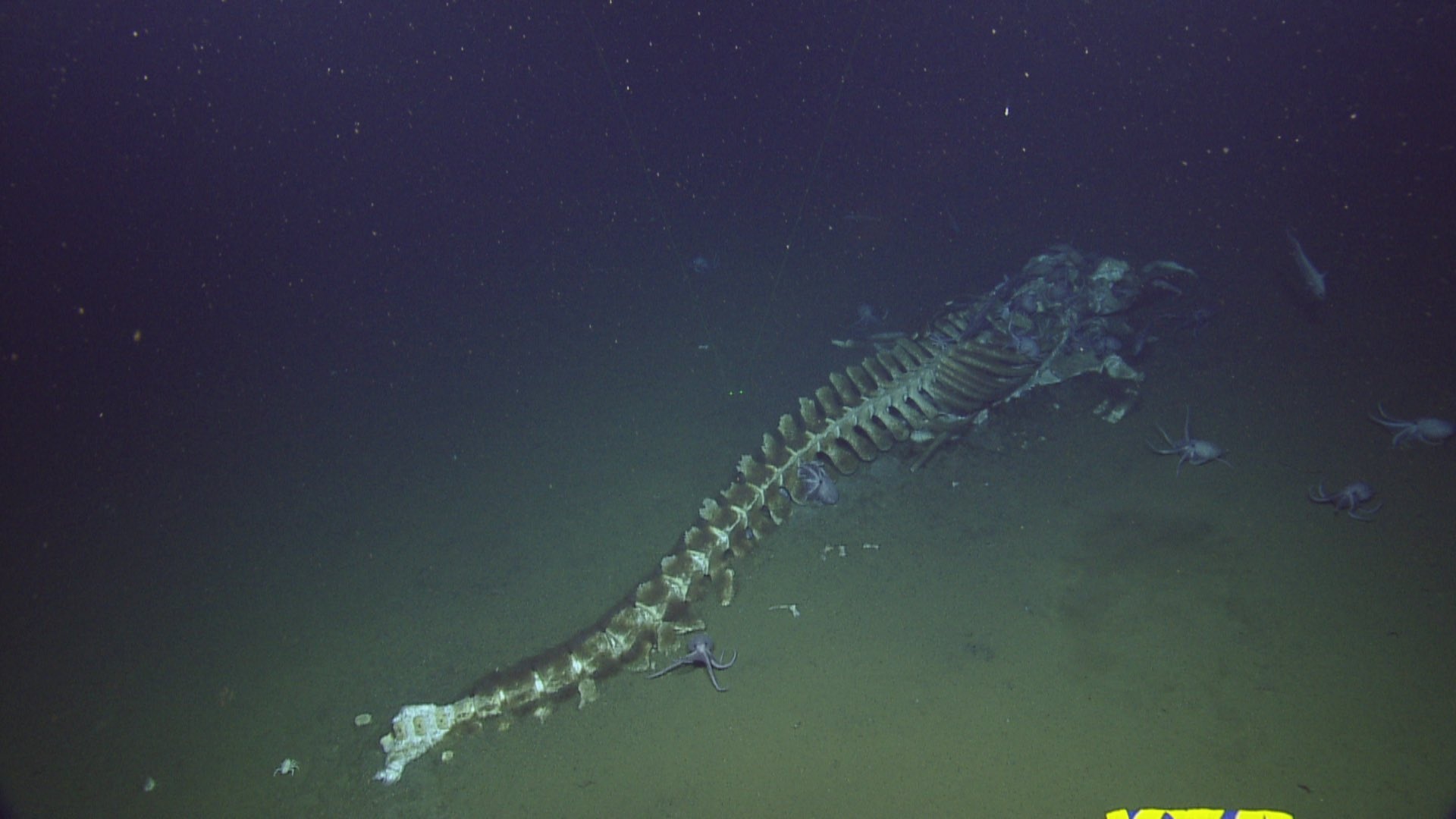 livestream xác cá voi dưới biển ảnh 1 livestream xac ca voi duoi bien anh 1