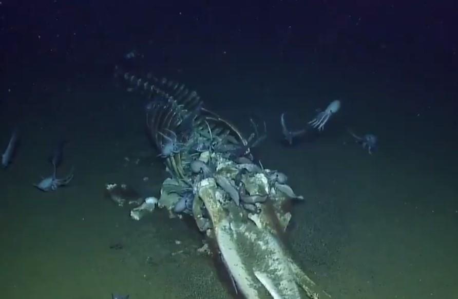 Video livestream xac ca voi duoi bien gay xon xao tren mang hinh anh