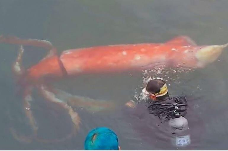 Muc khong lo - bi an 150 nam moi co loi giai hinh anh