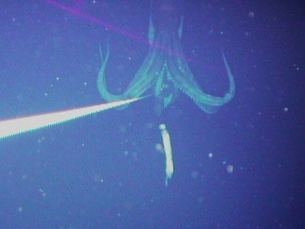 muc khong lo tu dau ra anh 7