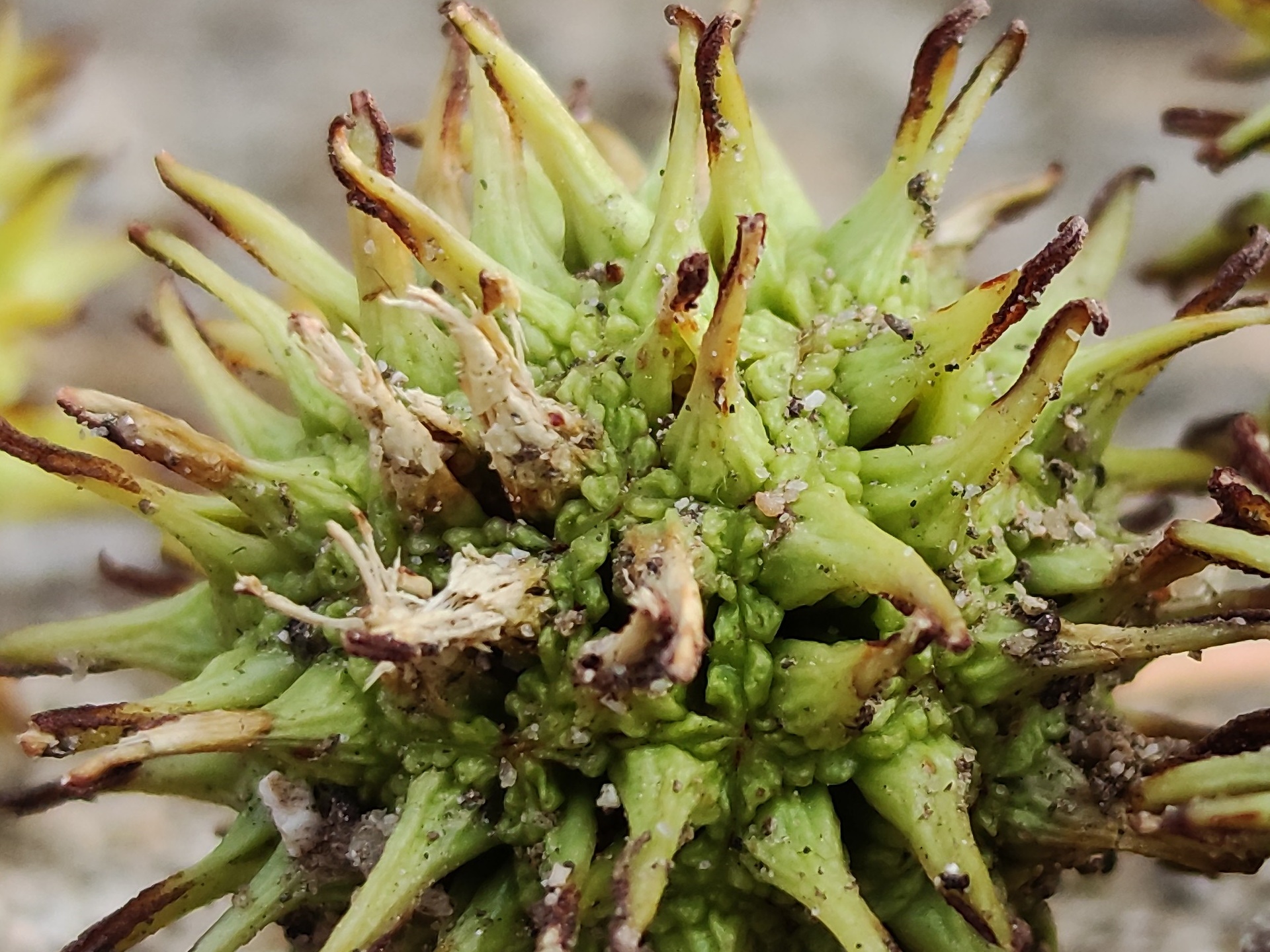 xiaomi mi note 10 telephoto camera ảnh 3 xiaomi mi note 10 telephoto camera anh 3